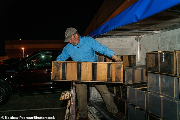 A beekeeper unloads a crate of bees at Hartsfield-Jackson Airport in Atlanta