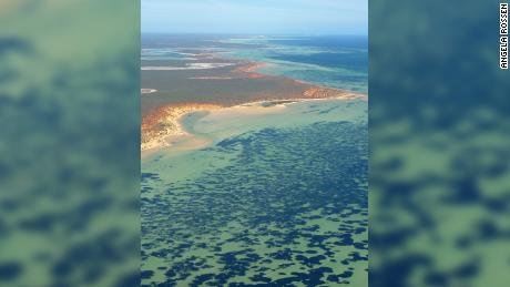 Aerial photograph of Shark Bay, including seagrass, which appears as dark spots in the water.
