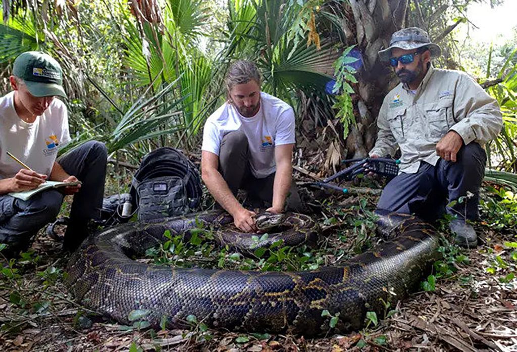 Pavlidis is one of the 50 professional snake hunters contracted by the South Florida Water Management District.