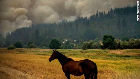 A horse grazes in a pasture where the McKinney fire broke out in California's Klamath National Forest on Saturday.