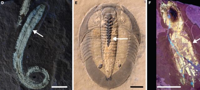 More examples of phosphatidylar soft tissues in fossils: (d) the phosphatidylcholine polychondrite worm;  (e) Trilobites with phospholipids in the intestinal tract;  and (f) octopus vampyropod under UV light to show phospholipid tissue.